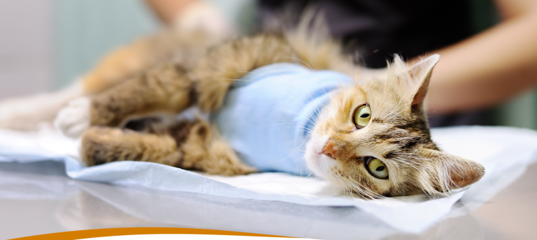 Escuela de Medicina Veterinaria aborda tratamiento del paciente neurológico canino y felino en curso para egresados