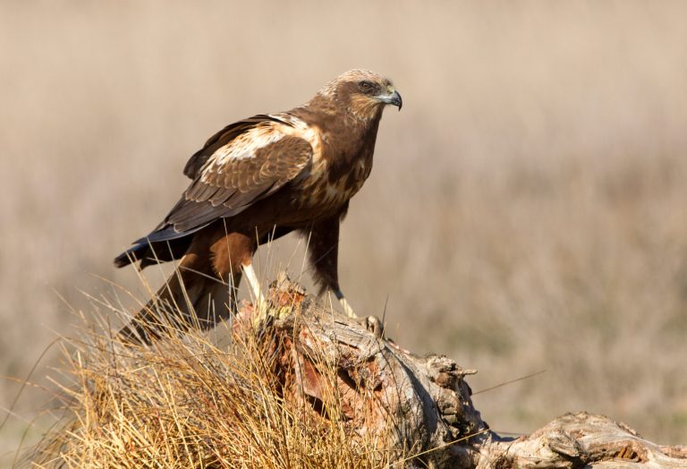 Facultad de Medicina Veterinaria y Agronomía dicta charla sobre bienestar en animales silvestres