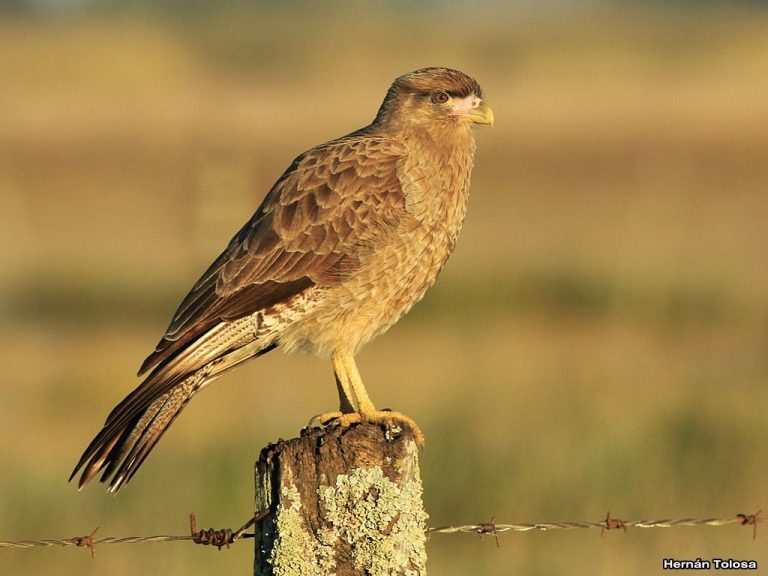 Medicina Veterinaria desarrolla seminario sobre bacterias resistentes en animales silvestres