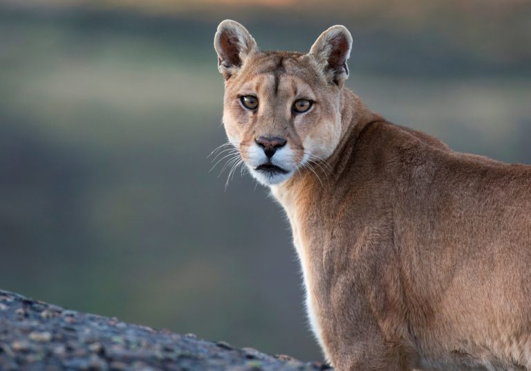 Egresada y estudiante de Medicina Veterinaria realizan taller de fauna silvestre y urbana a comunidad de Macul