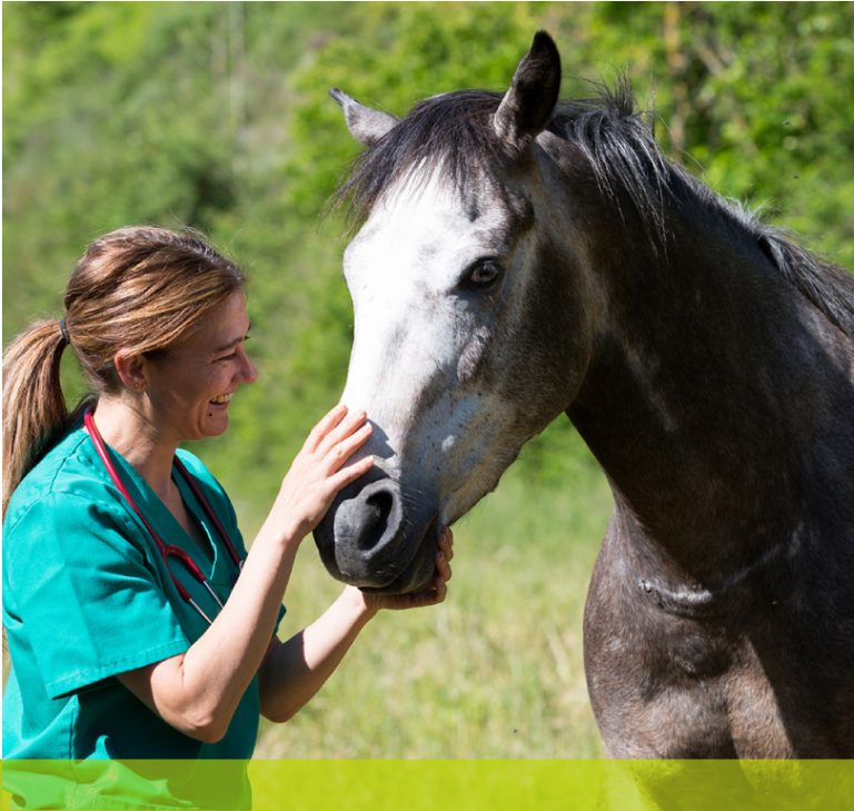 Facultad de Medicina Veterinaria y Agronomía da inicio al primer Magíster en Bienestar Animal y Etología Aplicada