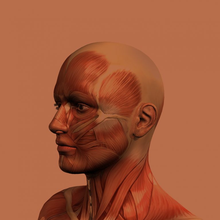 Departamento de Morfología y Función reúne experiencias de universidades en torno a la enseñanza de la anatomía durante la pandemia