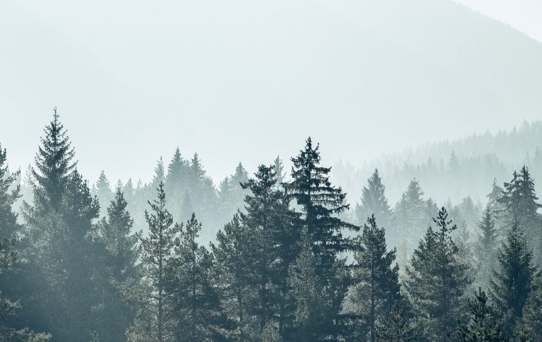Facultad de Ingeniería y Negocios junto a Codexverde invitan a reflexionar sobre las causas y el manejo de los incendios forestales en Chile