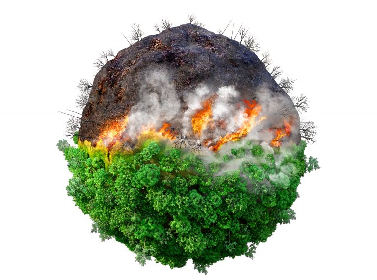 Facultad de Medicina Veterinaria y Agronomía organiza seminario sobre el impacto de los incendios forestales en la flora, fauna y suelos agrícolas