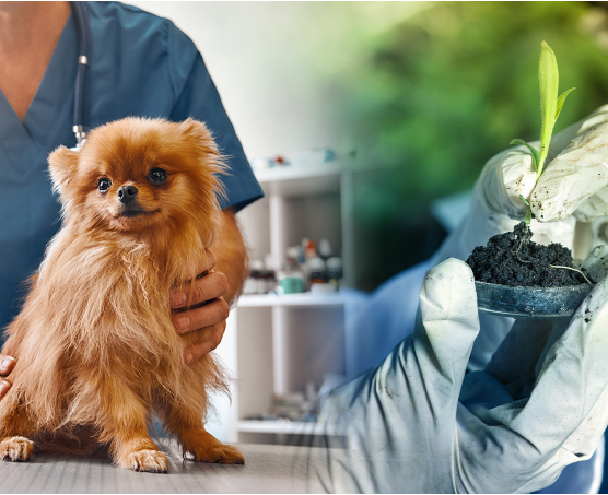 Agencia de Calidad certifica a las carreras de Agronomía y Medicina Veterinaria por seis y cinco años, respectivamente