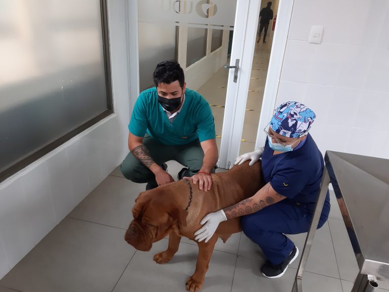 Sede Viña del Mar inaugura remodelación y ampliación de Centro Veterinario y anuncia alianza para crear cementerio público de mascotas