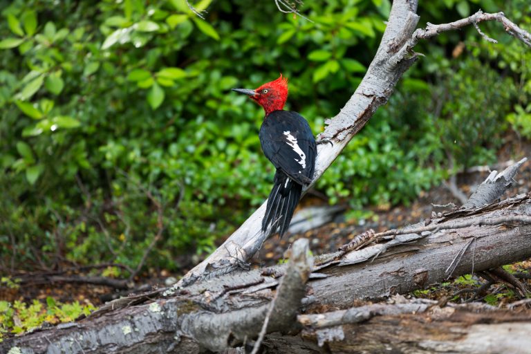 Investigadora UDLA publica trabajo sobre deforestación y la diversidad genética del carpintero negro en el Parque Nacional Nahuelbuta