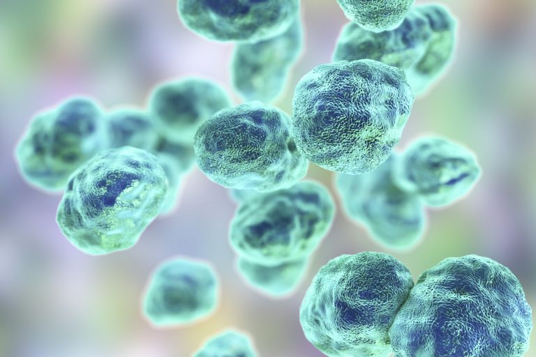 Escuela de Medicina Veterinaria visibiliza la importancia de la resistencia antimicrobiana y el control de las enfermedades zoonóticas