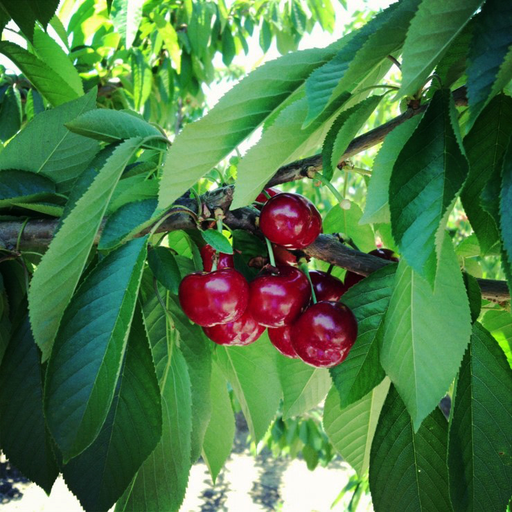 Escuela de Agronomía capacita a estudiantes y egresados en el manejo fitosanitario eficiente del cerezo