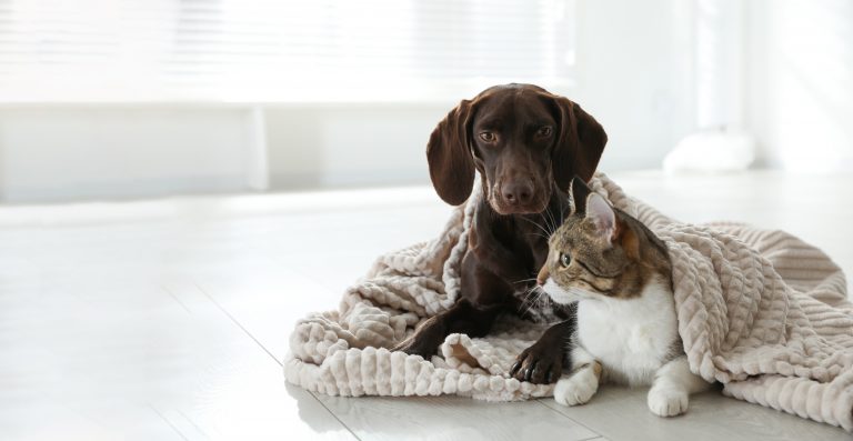 Escuela de Medicina Veterinaria inicia ciclo de charlas educacionales con conversatorio sobre prurito y obesidad en mascotas