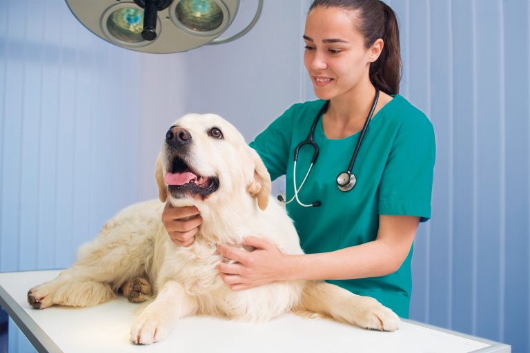 Medicina Veterinaria modalidad Executive: la carrera ideal para compatibilizar los tiempos entre lo teórico y lo práctico de manera óptima
