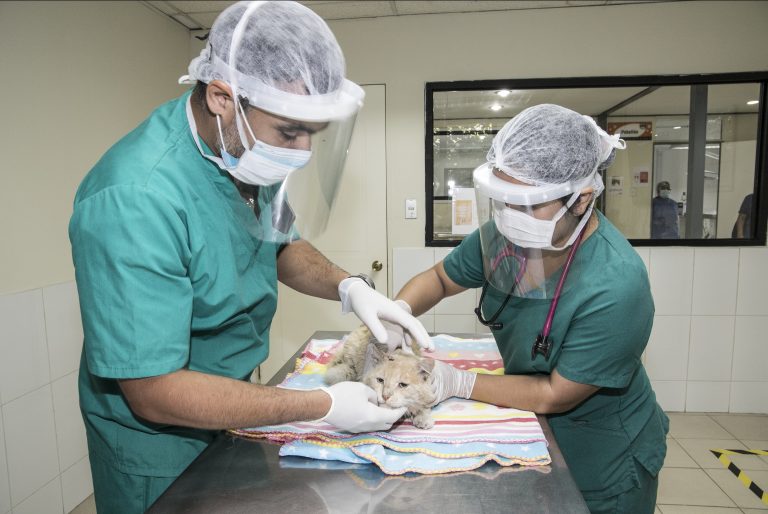 Técnico de Nivel Superior Veterinario en UDLA: formación integral enfocada en One health, que incluye las áreas de salud animal, salud pública y producción animal