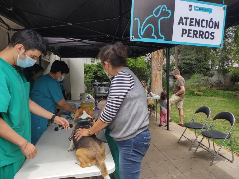 Escuela de Medicina Veterinaria y Municipalidad de Providencia atienden a más de 450 animales en inicio de trabajos en terreno este 2022