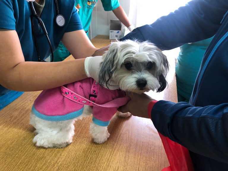 Con vacunación masiva de mascotas y llamado a cumplir la Ley de Tenencia Responsable culmina operativo realizado por estudiantes de Medicina Veterinaria del Campus Maipú