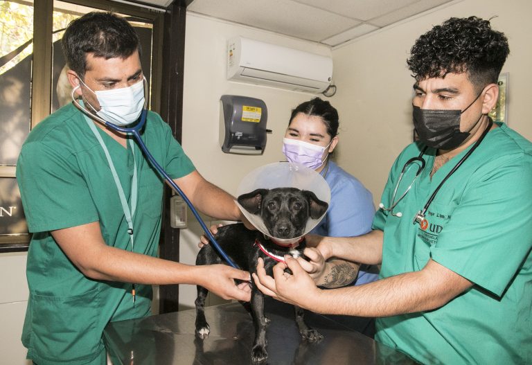 2 mil 147 mascotas atendidas en 2021: centros veterinarios de UDLA realizan importante labor social con distintos municipios a nivel nacional