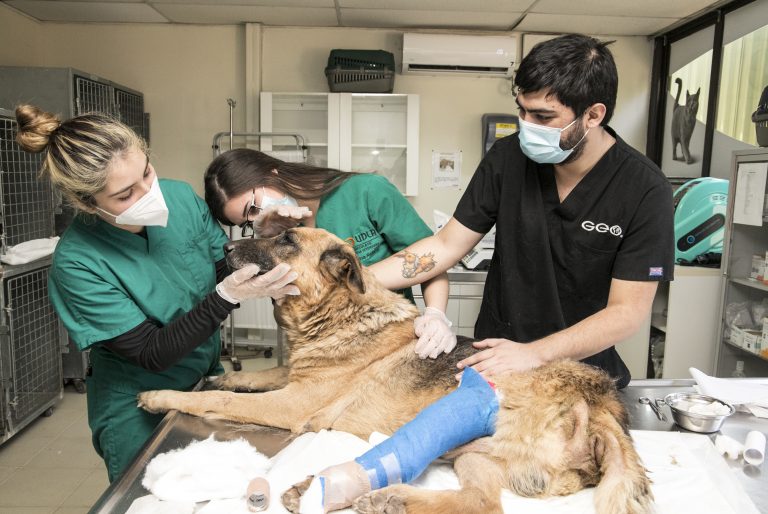Con más de 150 atenciones, Escuela de Medicina Veterinaria y Municipalidad de El Monte dan inicio a operativos de tenencia responsable de este 2022