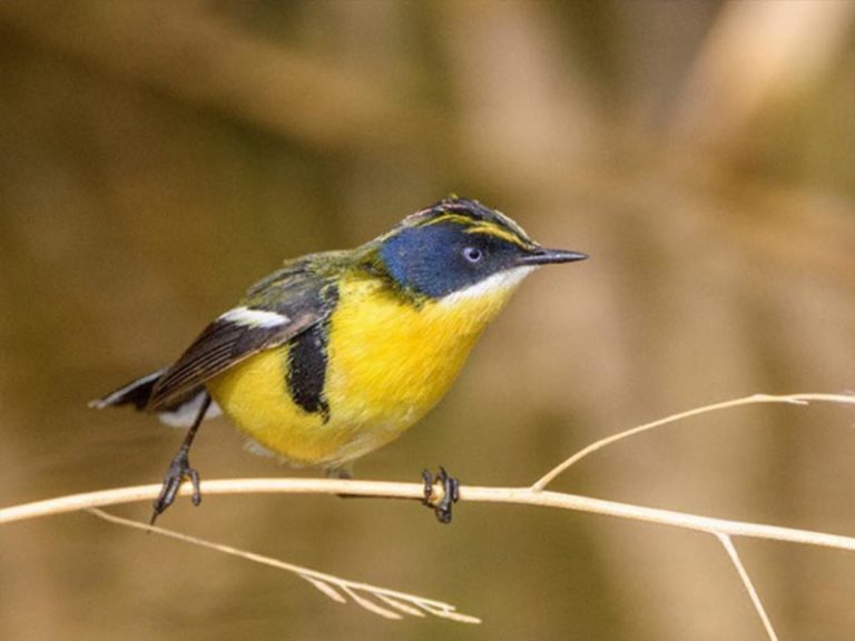 Investigadores UDLA concientizan a jóvenes sobre los riesgos para el ecosistema de la libre circulación de animales domésticos en el entorno del humedal de Batuco