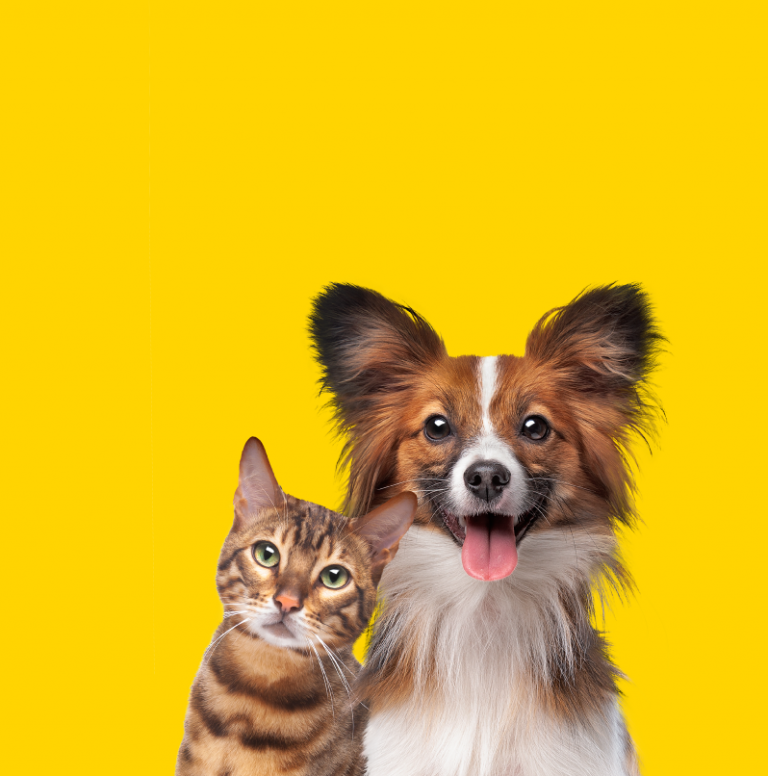 El hipotiroidismo en perros y el hipertiroidismo en gatos son foco de análisis en charla de la Escuela de Medicina Veterinaria de UDLA