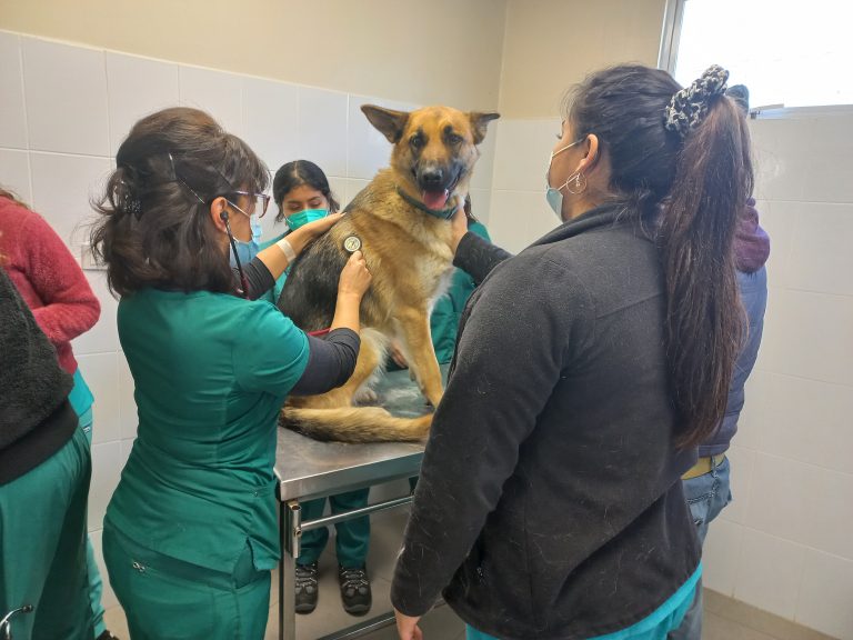 Carrera de Medina Veterinaria y DAE organizan operativo médico veterinario y jornada de adopción en Campus Los Castaños beneficiando a 200 mascotas