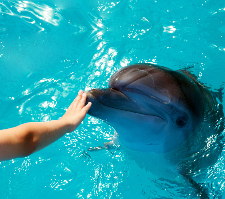 Director del Magíster en Bienestar Animal y Etología de UDLA profundiza sobre los principales aspectos a considerar en el cuidado de los mamíferos marinos en cautiverio