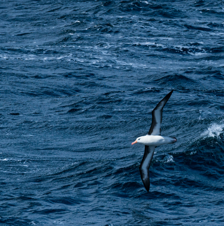 Doctora en Medicina de la Conservación destaca la importancia de los océanos y la necesidad de atacar la contaminación en charla de Escuela de Medicina Veterinaria