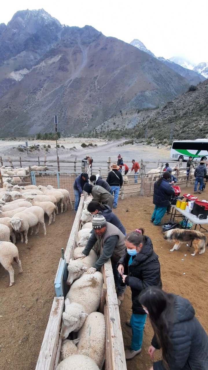 Estudiantes de Medicina Veterinaria del Campus La Florida atienden en total a más de 1300 animales en operativos colaborativos con Municipalidad de San José de Maipo