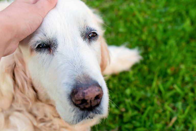 Geriatría en mascotas y terapia de fluidos son los tópicos de un nuevo curso anual para egresados de la Escuela de Medicina Veterinaria de UDLA