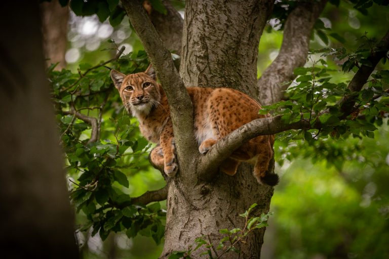 Actividad sobre cambio climático y enfermedades transmisibles en la fauna silvestre abre ciclos de actividades mensuales  de la Facultad de Medicina Veterinaria y Agronomía