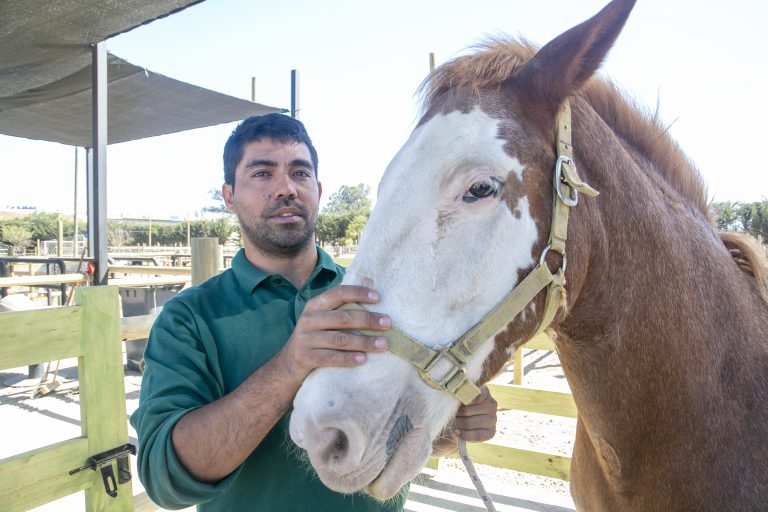 Egresado UDLA coordina el Hospital de Animales Mayores del Campus Melipilla: “Los estudiantes tienen la opción de trabajar con equinos y bovinos”
