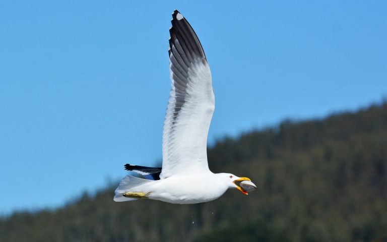 Fotógrafo araucano, Juan Vidal Soto, expone muestra del Mes del Mar en Sede Concepción