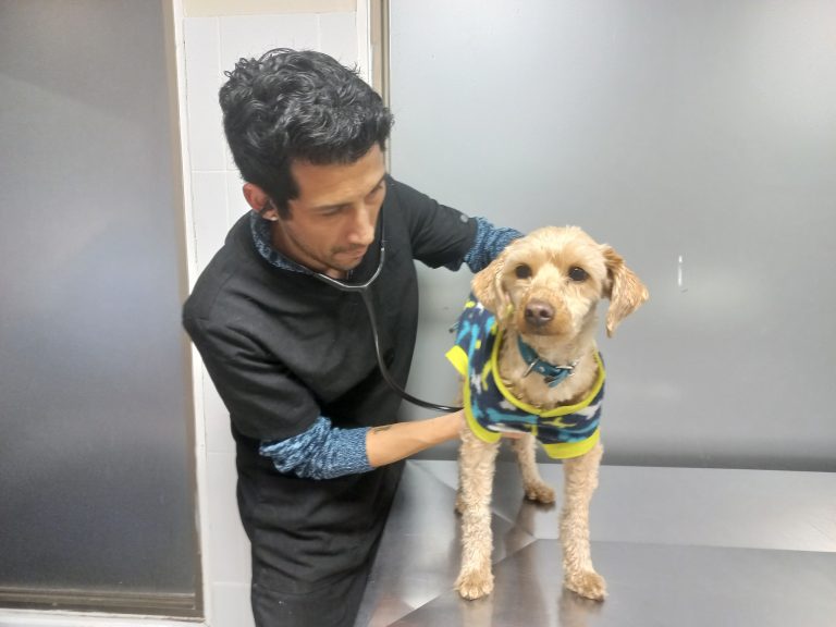 Exitoso operativo de Carrera de Medicina Veterinaria permite beneficiar a más de 320 caninos y felinos con vacunas antirrábicas y plan de desparasitación en Campus Los Castaños