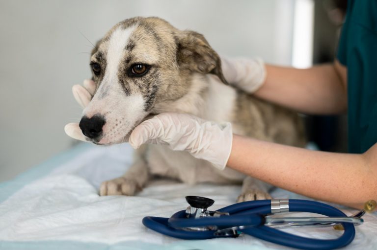 Experto en procesos de eutanasia entrega recomendaciones a los estudiantes de Medicina Veterinaria basadas en la empatía por la mascota y su familia