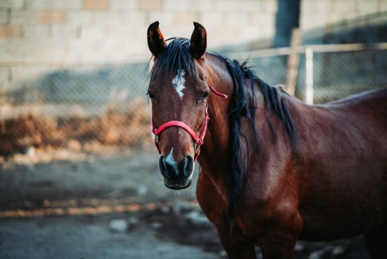 Director de la Clínica Veterinaria Hipódromo Chile reúne a más de un centenar de personas en UDLA para hablar sobre manejo del dolor en un equino quemado