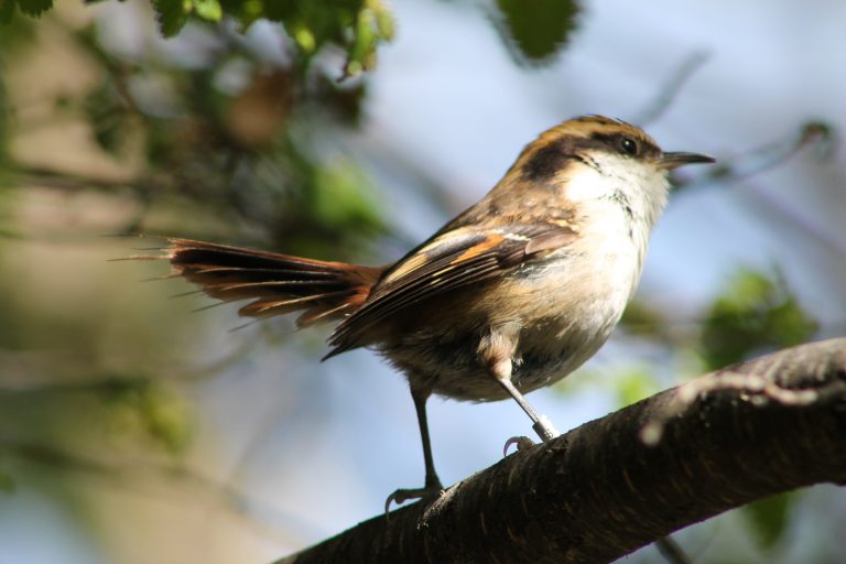 Coordinador de la Estrategia Nacional de Conservación de Aves explica el impacto del plan gubernamental en nueva jornada del Magíster One Health – Una Sola Salud