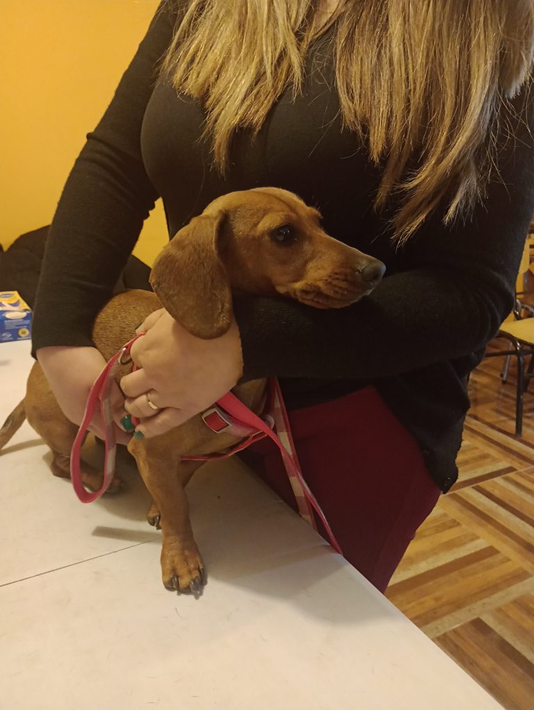 Escuela de Medicina Veterinaria participa en campaña de apoyo a la comuna de Coltauco a través de operativo sanitario