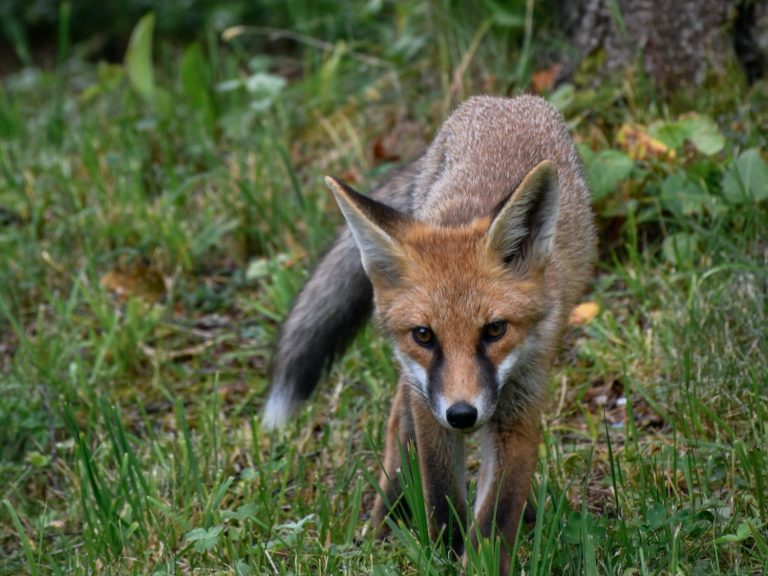 Escuela de Medicina Veterinaria dicta un nuevo curso para egresados de la carrera Técnico de Nivel Superior Veterinario de UDLA