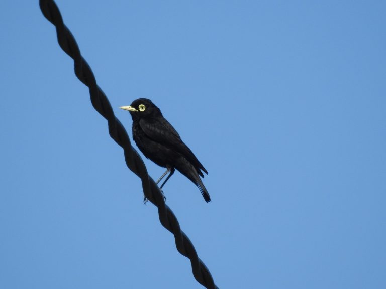 Sede Concepción UDLA celebra Día Nacional del Medio Ambiente con exposición de aves silvestres
