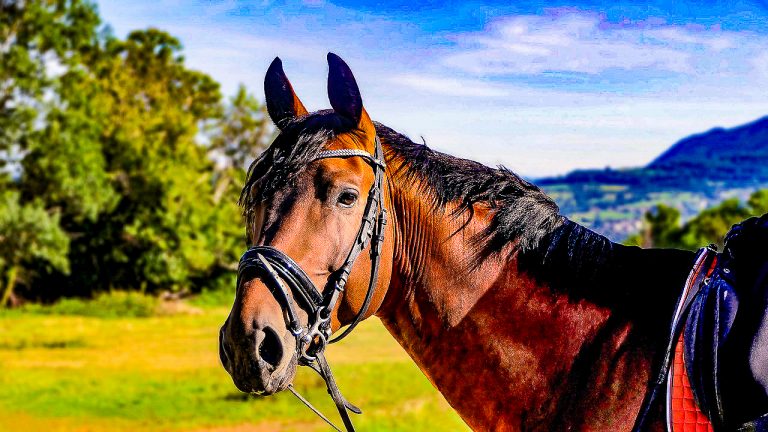 Escuela de Medicina Veterinaria UDLA capacita a su comunidad con charla enfocada en salud y herraje equino