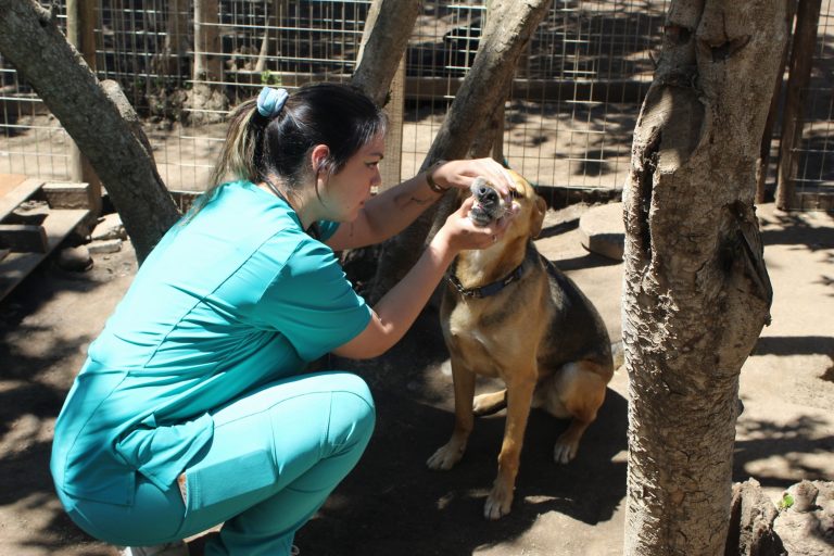 Estudiantes de Medicina Veterinaria del Campus Maipú contribuyen al bienestar de perros rescatados de la Fundación Ayuda Callejeros