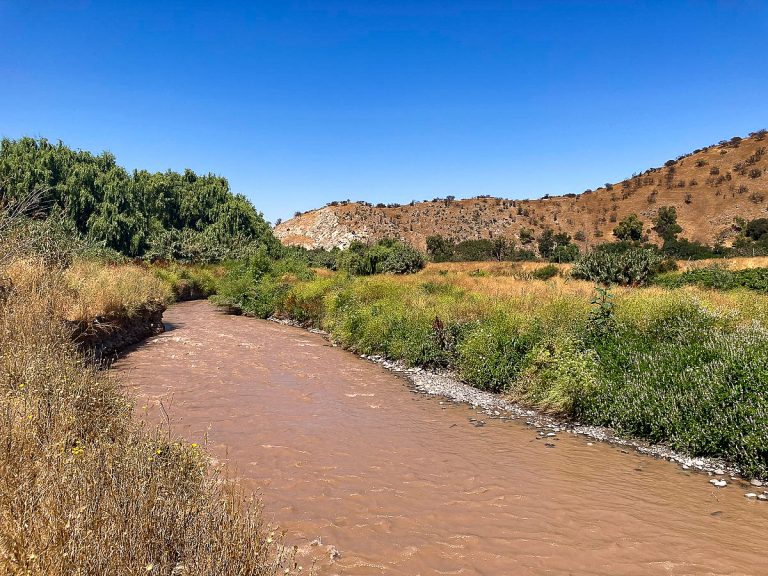 “Vivo Mapocho”: proyecto de académicos de la Facultad de Medicina Veterinaria y Agronomía busca concientizar sobre la biodiversidad urbana de Santiago