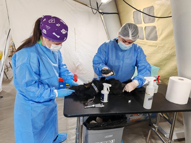 En la comuna de Nacimiento, se realiza exitoso operativo de esterilización y control sanitario de perros realizado por el Programa de Zoonosis ejecutado por UDLA