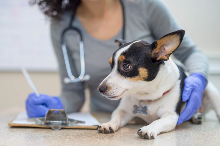 A través de dos actividades, Escuela de Medicina Veterinaria UDLA aborda el manejo del paciente canino durante una consulta clínica
