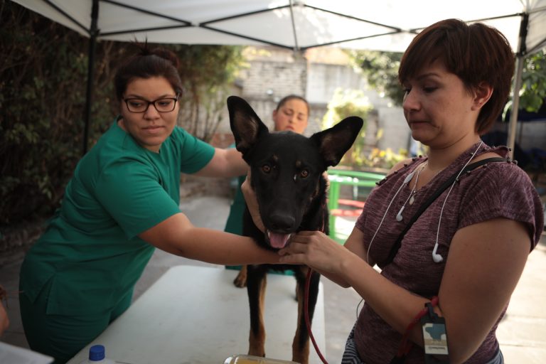 Simulación Clínica en UDLA: una herramienta que enfrenta a estudiantes de Medicina Veterinaria a escenarios reales de la profesión