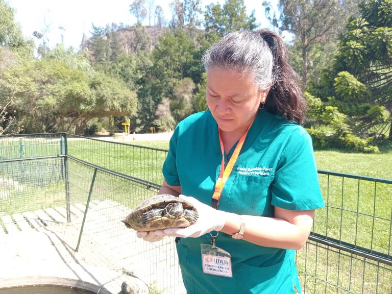 Carrera de Medicina Veterinaria del Campus Los Castaños de UDLA evalúa estado de más de 200 animales sobrevivientes de incendio en Jardín Botánico de Viña del Mar