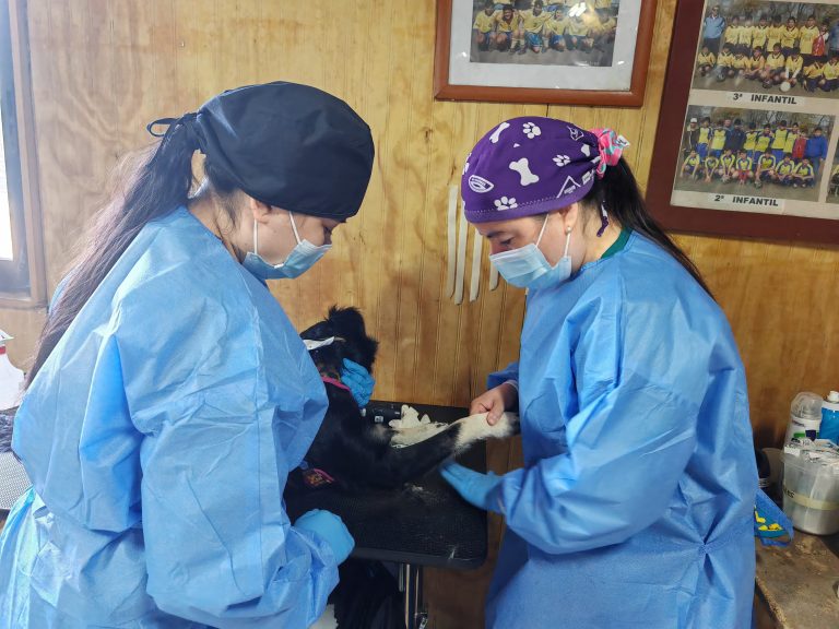 Proyecto FIC UDLA: Operativos del Programa de Vigilancia Zoonótica y Control Poblacional Canino impactan en 12 comunas de la Región del Biobío