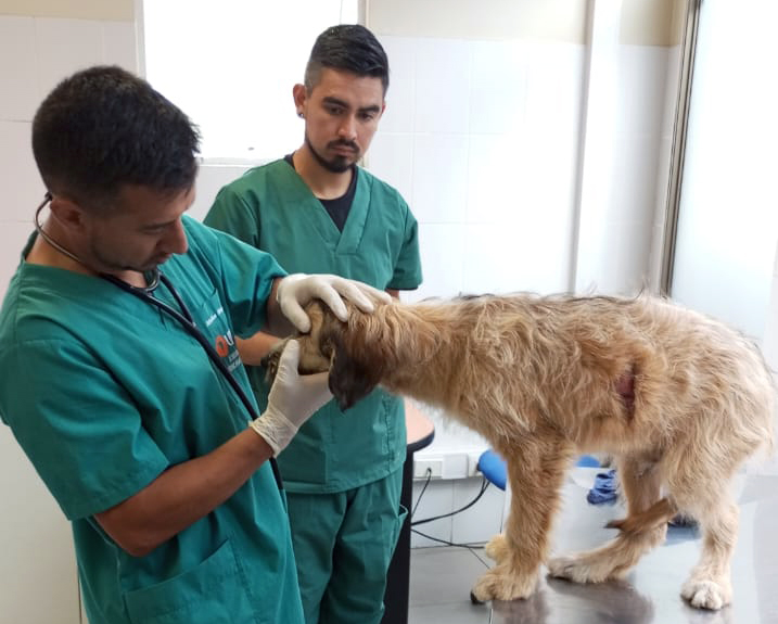 UDLA ofrece atención gratuita a animales afectados por los incendios y habilita su Sede Viña del Mar como centro de acopio