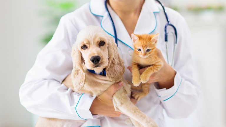 “El estrés en perros y gatos” es la temática abordada por primera charla de intercambio disciplinar de 2024 de la Facultad de Medicina Veterinaria y Agronomía UDLA
