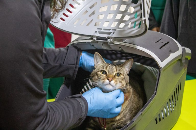 Estudiantes de UDLA realizan operativo veterinario en sede vecinal de Villa Frei como parte de las acciones del Programa de Intervención Comunitaria