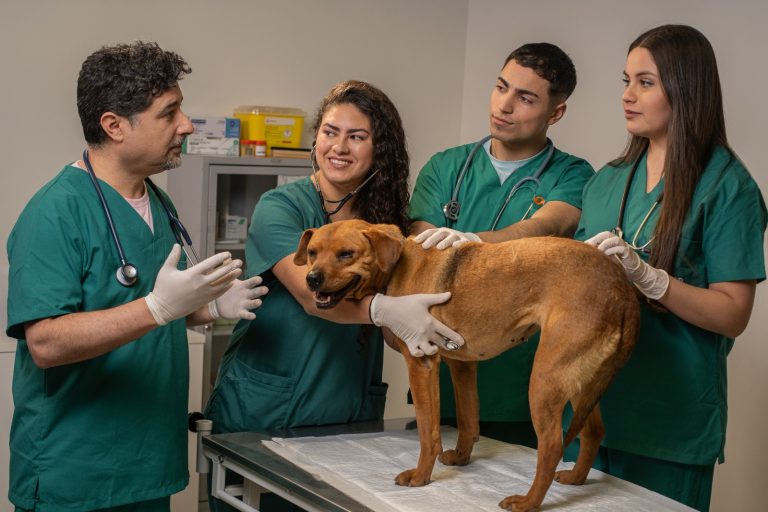 FAVA realizará primera versión de pasantías clínicas en el Centro Veterinario de Animales Pequeños del Campus Melipilla