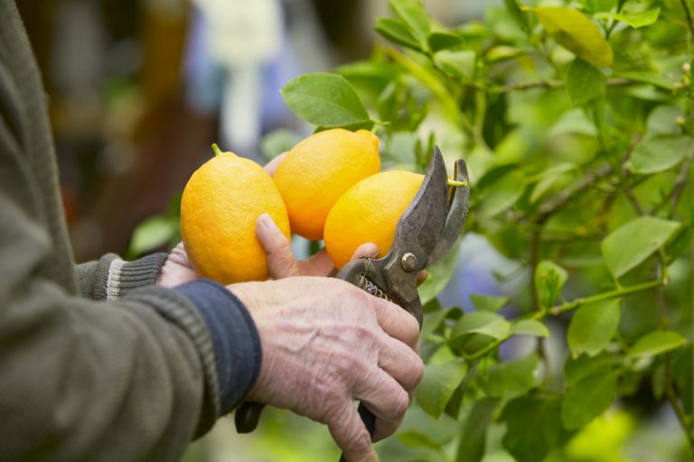 UDLA capacita a pequeños agricultores de Talagante y Peñaflor en el manejo de árboles frutales